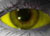 Yellow Sclera